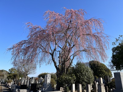 回天神社の桜_230320.jpg